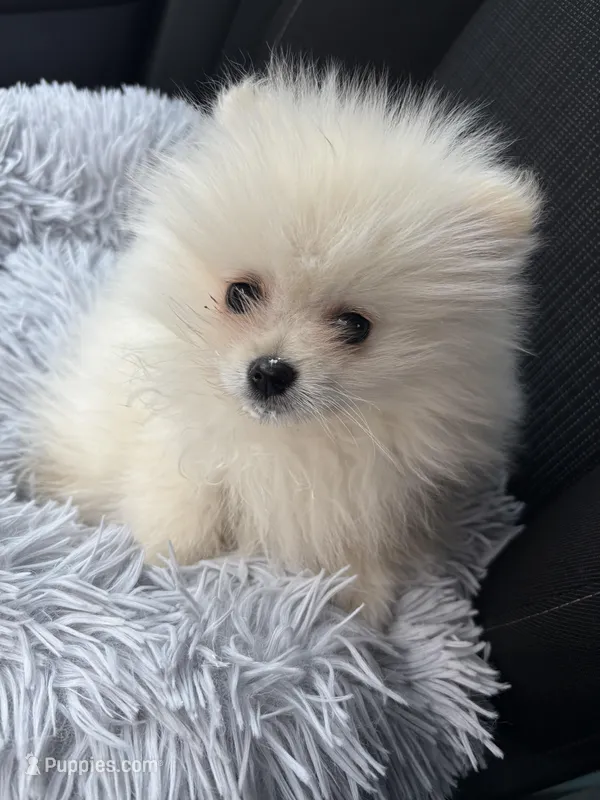 Theodore – Pomeranian puppy for sale in Carson City, NV