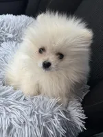 Theodore, a male Pomeranian for sale in Carson City, NV – Photo 1 of 5