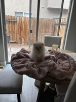 Theodore, a male Pomeranian for sale in Carson City, NV – Photo 3 of 5