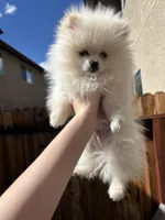 Theodore, a male Pomeranian for sale in Carson City, NV – Photo 2 of 5