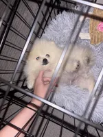 Theodore, a male Pomeranian for sale in Carson City, NV – Photo 4 of 5
