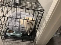Theodore, a male Pomeranian for sale in Carson City, NV – Photo 5 of 5