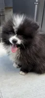 Coco, a male Pomeranian for sale in Vancouver, WA – Photo 3 of 3