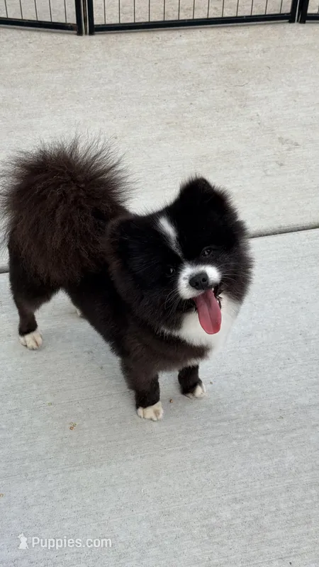 Coco – Pomeranian puppy for sale in Vancouver, WA