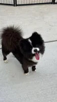 Coco, a male Pomeranian for sale in Vancouver, WA – 1 of 9