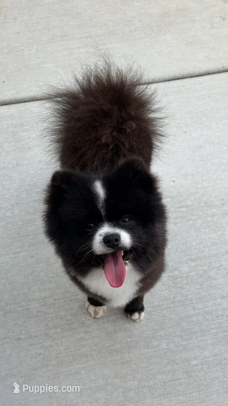 Coco – Pomeranian puppy for sale in Vancouver, WA