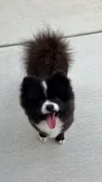 Coco, a male Pomeranian for sale in Vancouver, WA – 2 of 9
