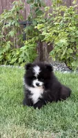 Coco, a male Pomeranian for sale in Vancouver, WA – Photo 2 of 3