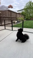 Coco, a male Pomeranian for sale in Vancouver, WA – 5 of 9