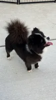 Coco, a male Pomeranian for sale in Vancouver, WA – 3 of 9