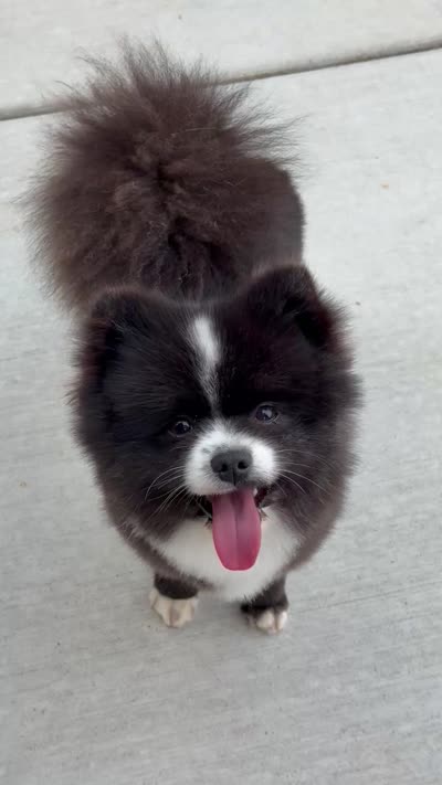 Coco, a male Pomeranian for sale in Vancouver, WA – 6 of 9