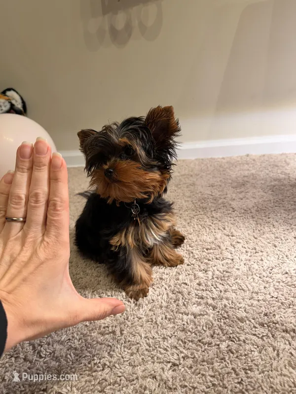 Teacup- Teddy – Yorkshire Terrier puppy for sale in Naperville, IL