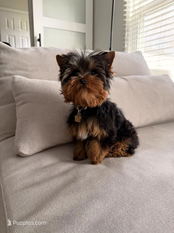 Teacup- Teddy – Yorkshire Terrier puppy for sale in Naperville, IL