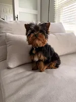 Teacup- Teddy, a male Yorkshire Terrier for sale in Naperville, IL – Photo 1 of 3