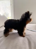 Teacup- Teddy, a male Yorkshire Terrier for sale in Naperville, IL – Photo 3 of 3