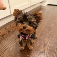 Teacup- Teddy, a male Yorkshire Terrier for sale in Naperville, IL – Photo 2 of 2