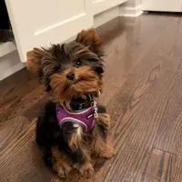 Teacup- Teddy, a male Yorkshire Terrier for sale in Naperville, IL – Photo 1 of 2