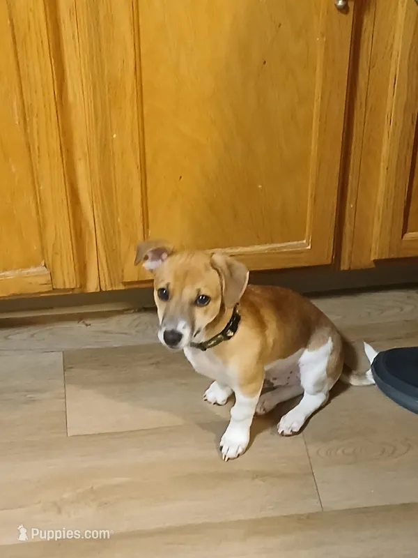 JD – Jack Russell Terrier puppy for sale in Providence, RI