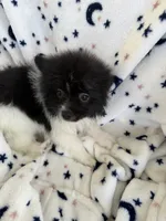 Sophia, a female Pomeranian for sale in Harker Heights, TX – 3 of 5