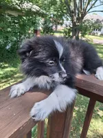Indiana, a female Pomeranian for sale in Mountain Grove, MO – 4 of 5