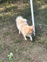 Rocket, a female Pomeranian for sale in Mountain Grove, MO – 4 of 5