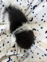 Sophia, a female Pomeranian for sale in Harker Heights, TX – 4 of 5
