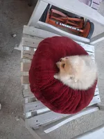 Sweetheart, a female Pomeranian for sale in Harker Heights, TX – 2 of 2