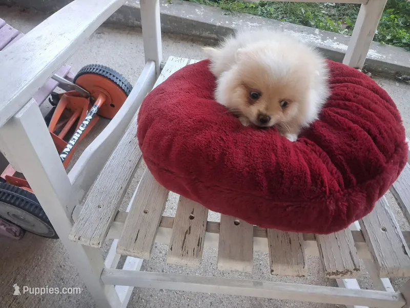 Sweetheart – Pomeranian puppy for sale in Harker Heights, TX