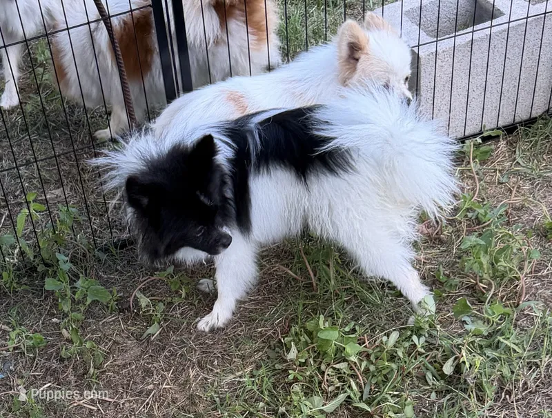 Barney – Pomeranian puppy for sale in Mountain Grove, MO