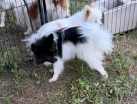 Barney, a male Pomeranian for sale in Mountain Grove, MO – 1 of 5