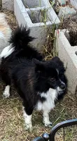 Mindiana Jones, a female Pomeranian for sale in Mountain Grove, MO – 5 of 6