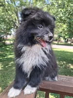 Blackbeard, a male Pomeranian for sale in Mountain Grove, MO – 3 of 4
