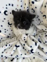 Sophia, a female Pomeranian for sale in Harker Heights, TX – 1 of 5