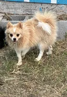 Rocket, a female Pomeranian for sale in Mountain Grove, MO – 3 of 5