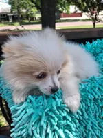 Cloud, a male Pomeranian for sale in Mountain Grove, MO – 6 of 6