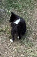 Mindiana Jones, a female Pomeranian for sale in Mountain Grove, MO – 6 of 6