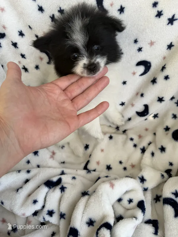 Smarty Pants – Pomeranian puppy for sale in Mountain Grove, MO