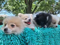 Cloud, a male Pomeranian for sale in Mountain Grove, MO – 4 of 6