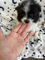 Smarty Pants, a female Pomeranian for sale in Mountain Grove, MO – 2 of 7