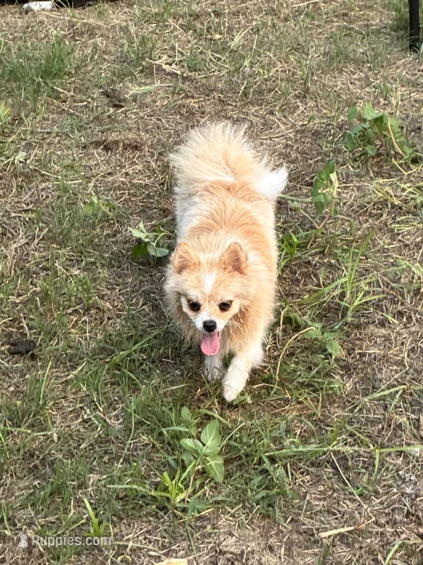 Rocket – Pomeranian puppy for sale in Harker Heights, TX