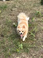 Rocket, a female Pomeranian for sale in Mountain Grove, MO – 5 of 5