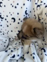 Brownie, a  Pomeranian for sale in Mountain Grove, MO – 3 of 5