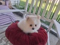 Misty, a female Pomeranian for sale in Harker Heights, TX – 2 of 2