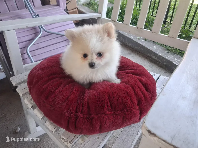 Misty – Pomeranian puppy for sale in Harker Heights, TX