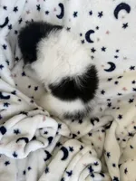 Sophia, a female Pomeranian for sale in Mountain Grove, MO – 7 of 7