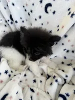 Sophia, a female Pomeranian for sale in Harker Heights, TX – 2 of 5