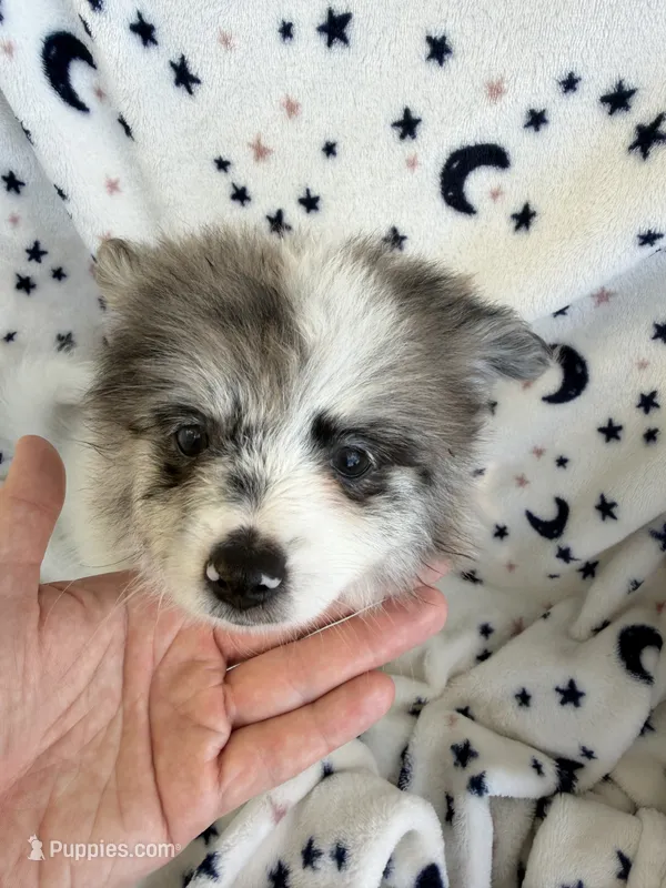 Zeus  – Pomeranian puppy for sale in Harker Heights, TX