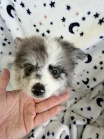 Zeus , a male Pomeranian for sale in Harker Heights, TX – 1 of 6