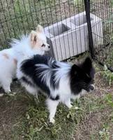 Barney, a male Pomeranian for sale in Mountain Grove, MO – 3 of 5