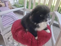 Blackbeard, a male Pomeranian for sale in Mountain Grove, MO – 1 of 2